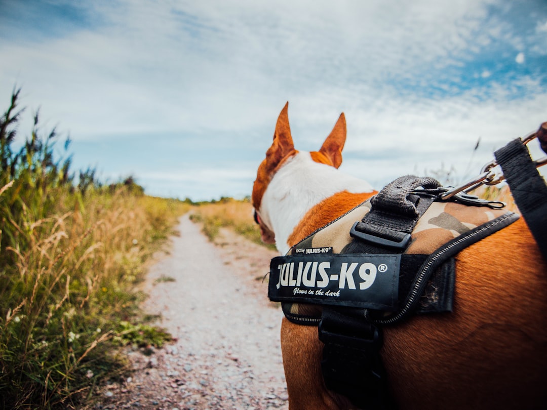 Tactipup: The Ultimate Companion for Canine Training